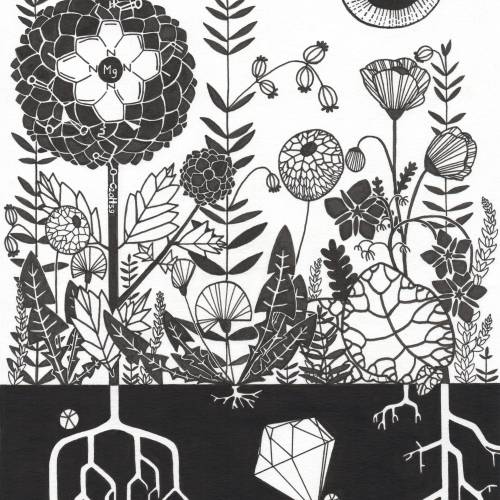 Black and white drawing of molecular structure of Chlorophyll\Photosynthesis that looks like a Ball Dhalia